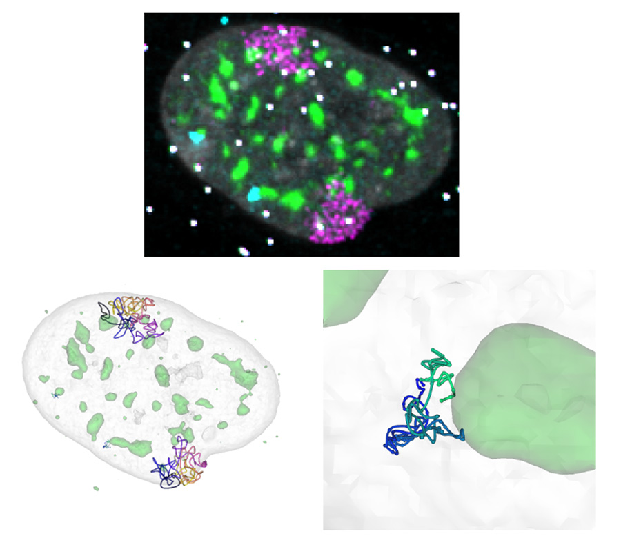 Illustration of genome organization