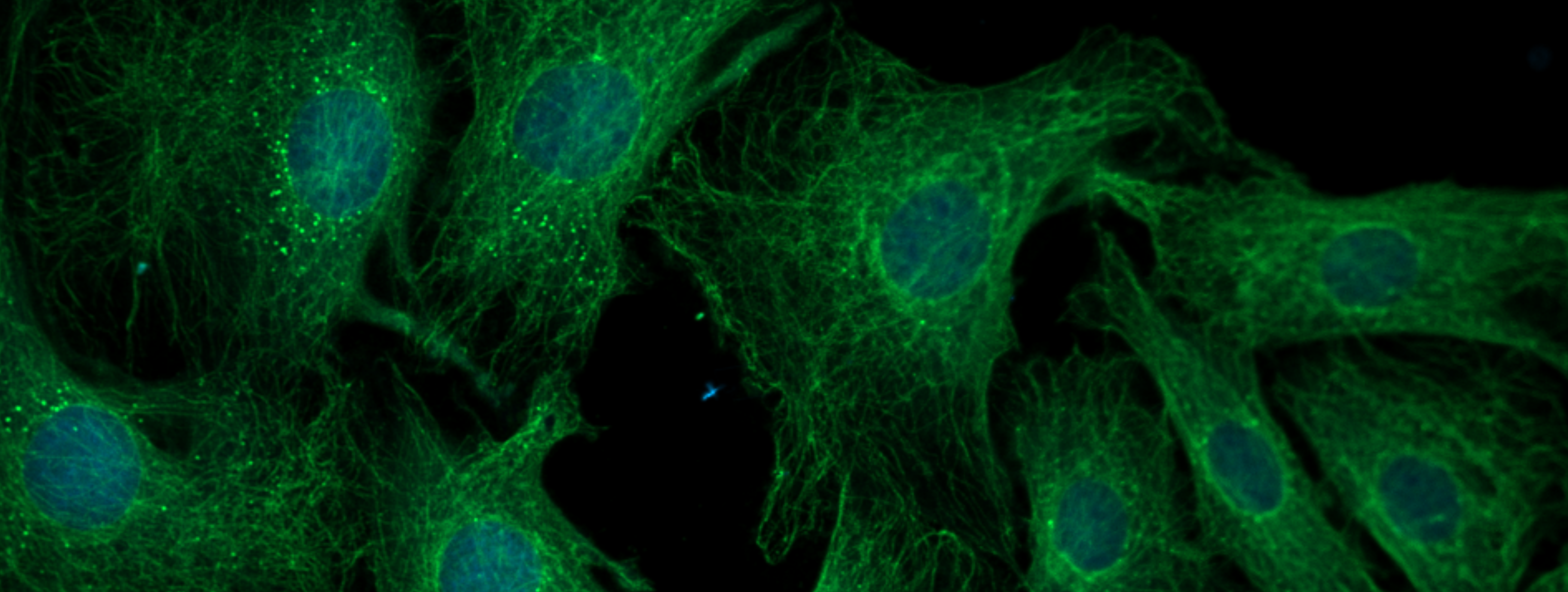 Picture of microstructure.
