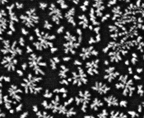 SEM image of Pt nanostructures on graphite. Photo: Steinar Raaen