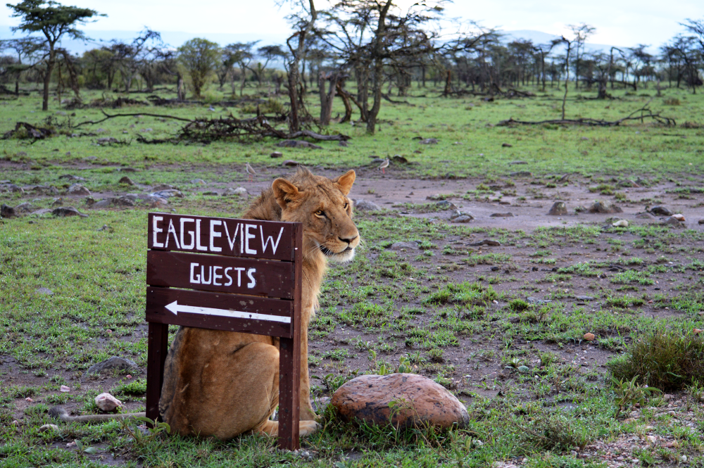 Lion in a reserve in Kenya