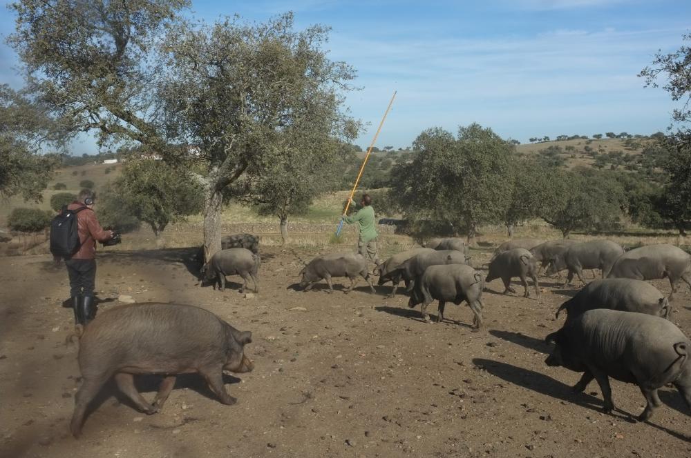 Picture of pigs in the dehesa