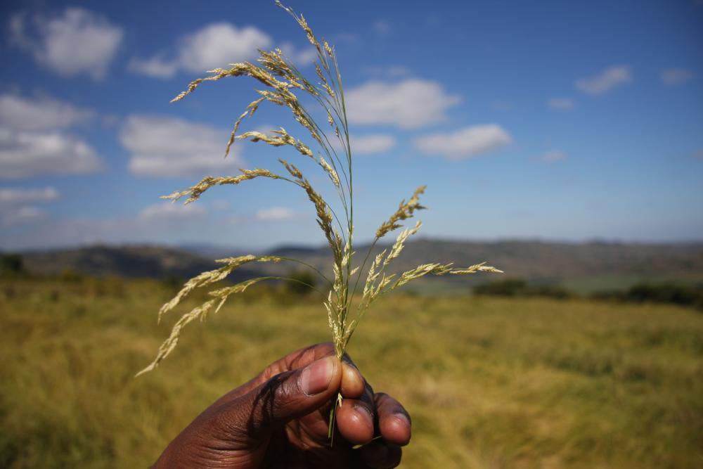 Photo of a type of grain that grows in Ethiopia