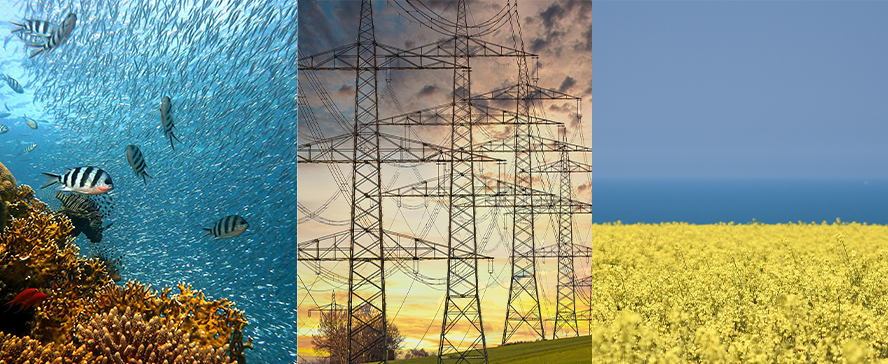 Fishes in a coral reef. Power lines. Yellow field. Photo collage.