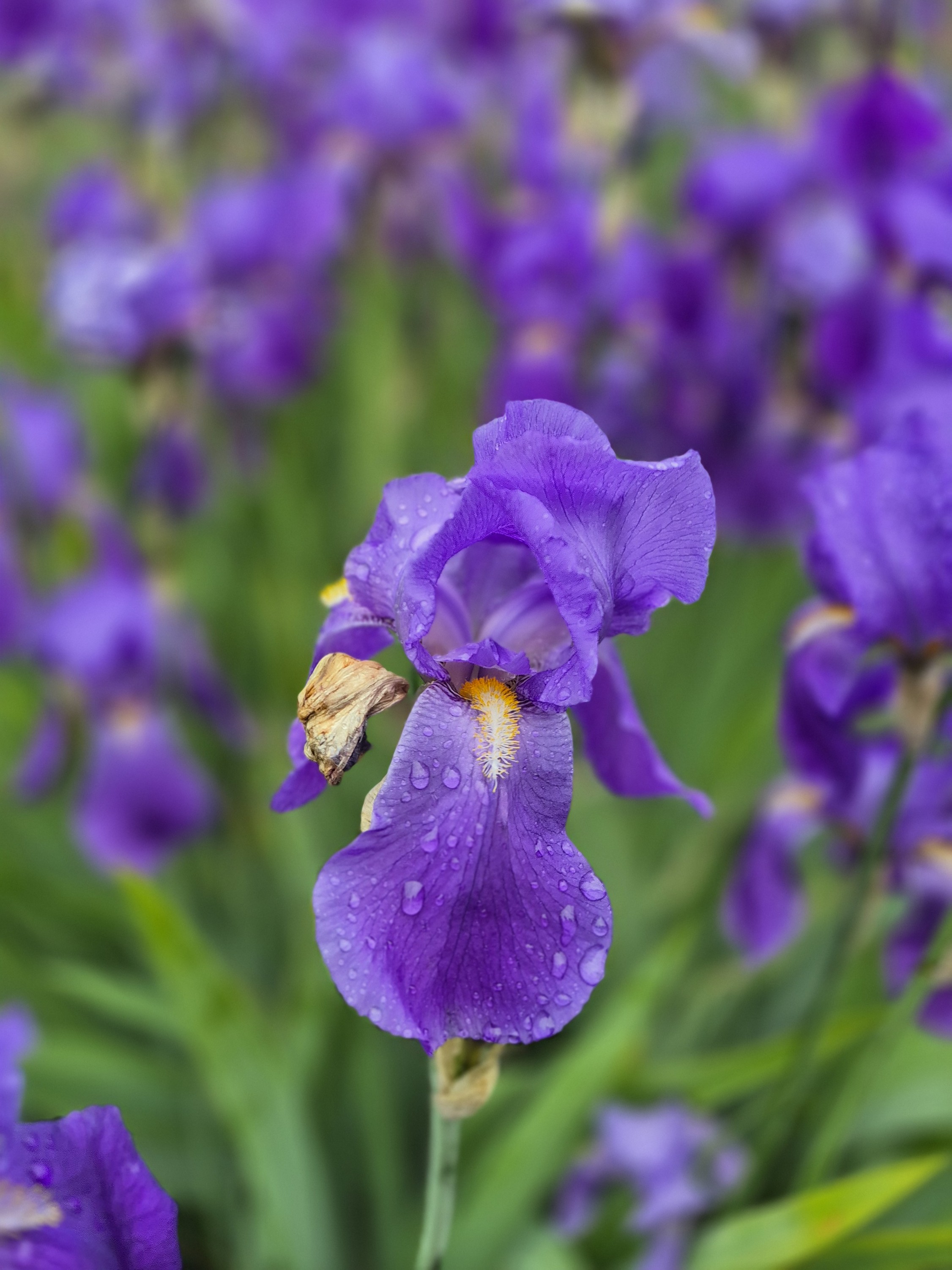 Purple Iris flower