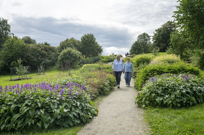 Link to page about the old perennials
