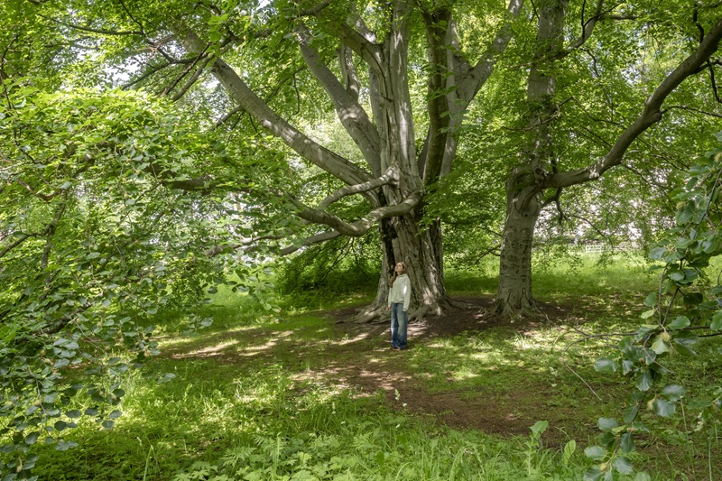 Link to page about the historic park