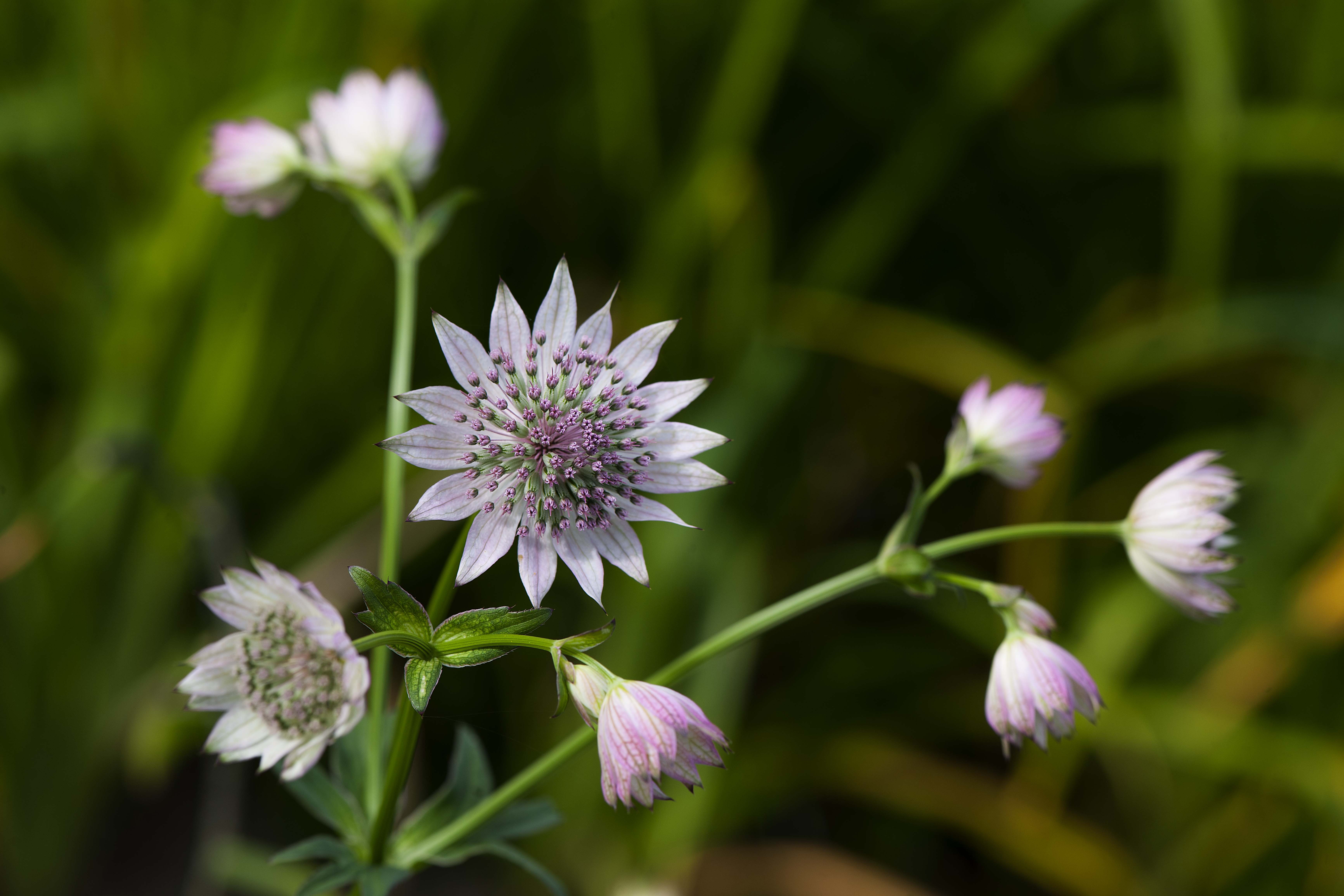 Link to page about the botanical garden