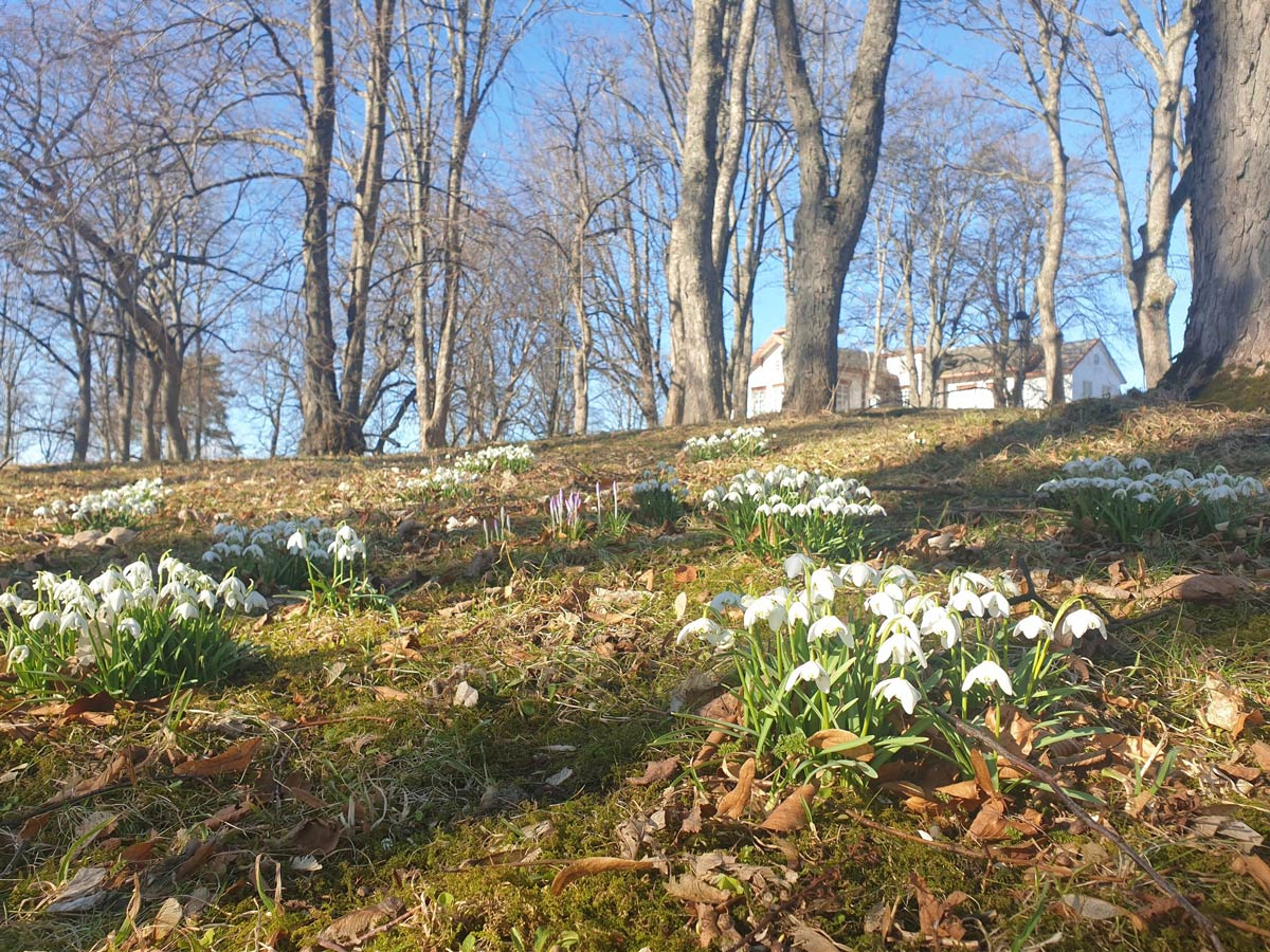 Ringve botanical garden. Photo