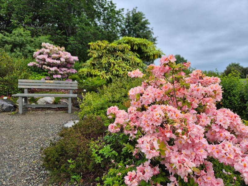 Rhododendron bush in full bloom with pink flowers, with a bench in the background.