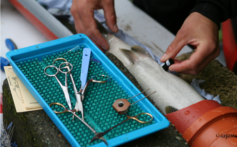 The Secret Life Of Trout Limb Count And More - qy1z1z6