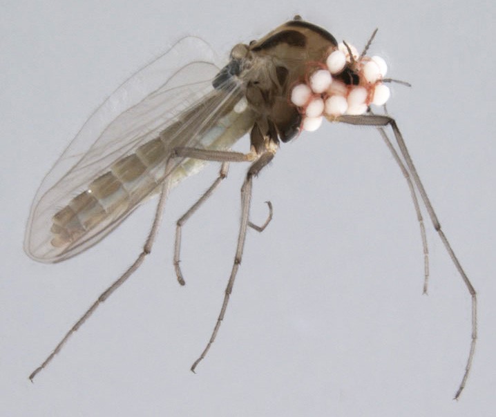 Non-biting midge with water mite larvae. Photo Elisabeth Stur CC-BY