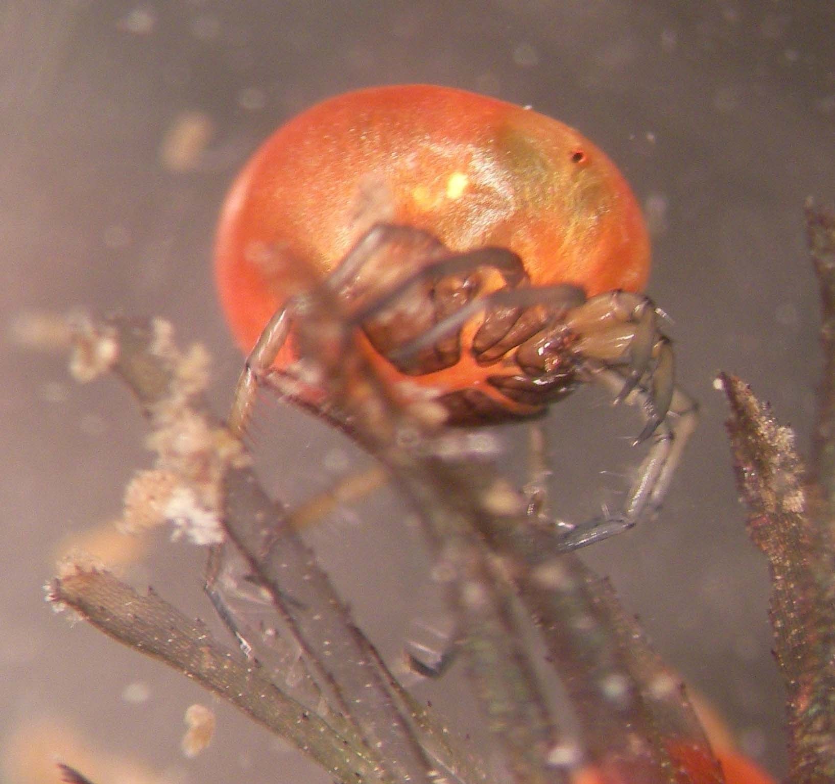 Water mite of the genus Piona. Photo Reinhard Gerecke ©