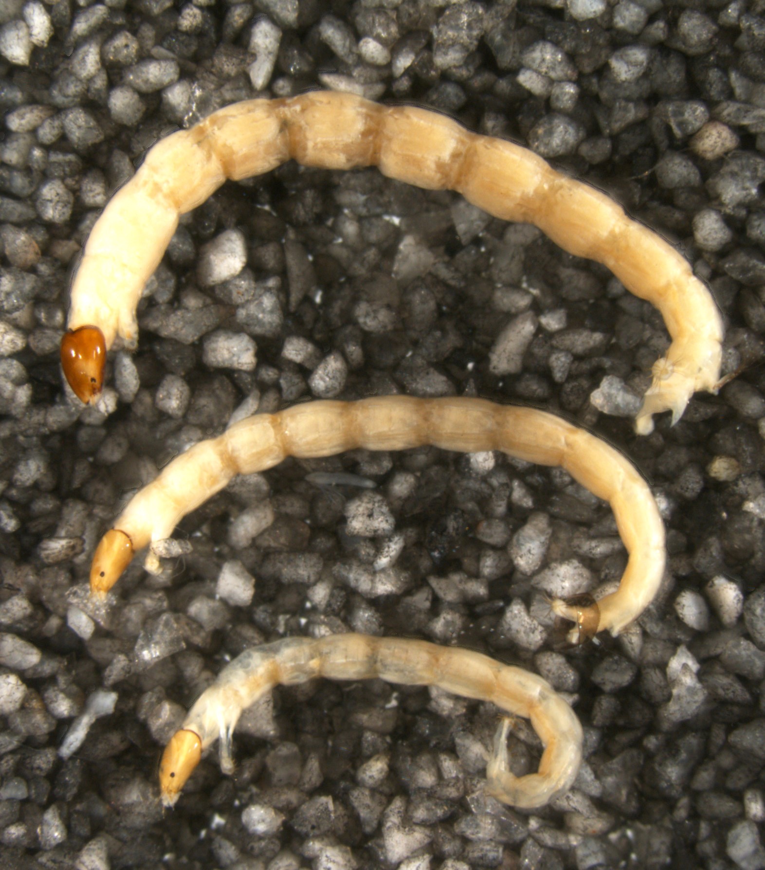 Chironomid larva of the subfamily Tanypodinae. Photo Gaute Kjærstad CC-BY