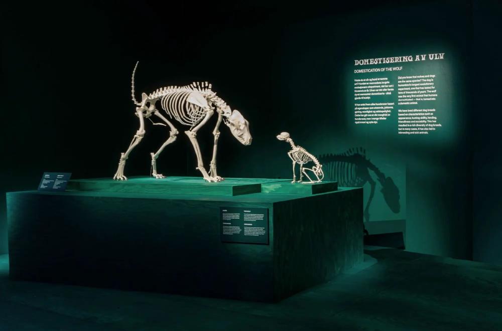 Skeletons of dog and wolf
