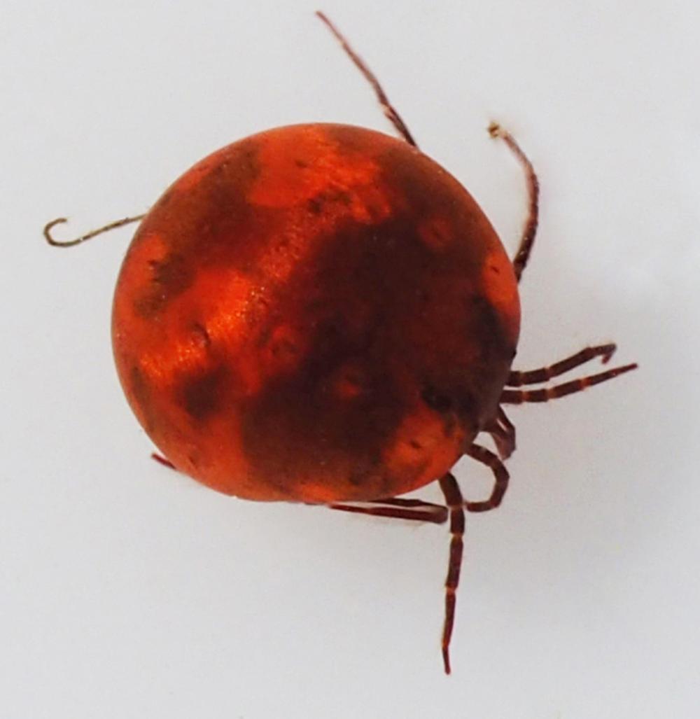 Hydrachna geographica