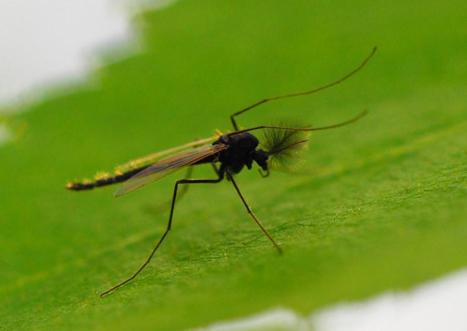 A male Tribelos intextum