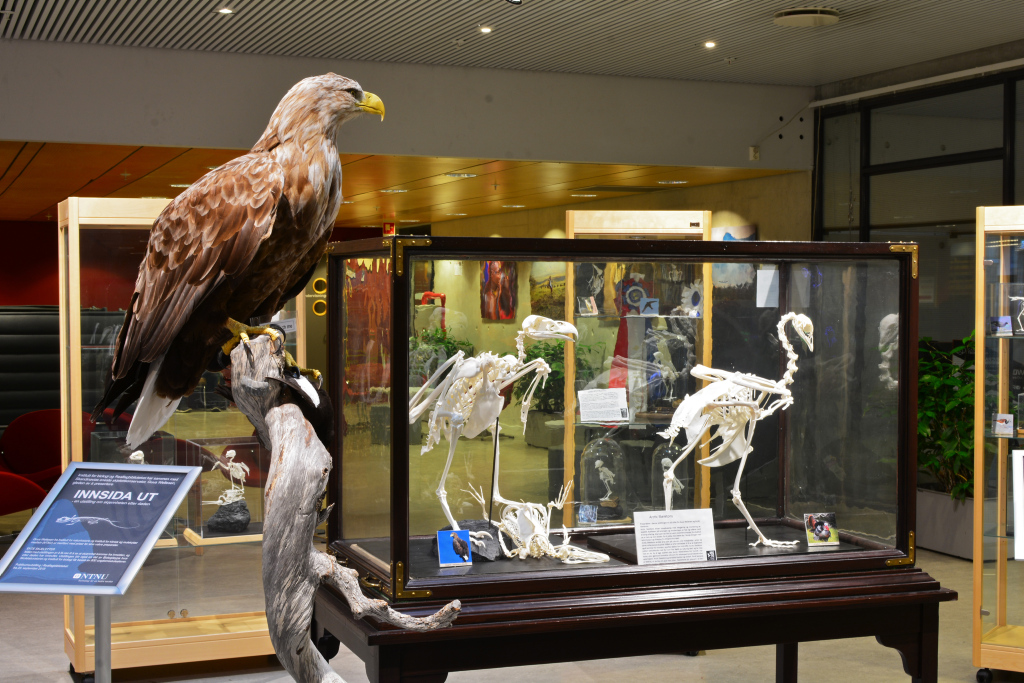 Exhibition with eagle and animal skeletons in glass cases. Sign in the foreground reads INSIDE OUT
