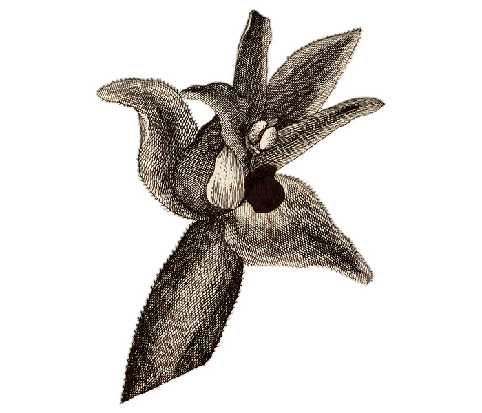 flora norvegica tab 6 del 2 utsnitt orkidé