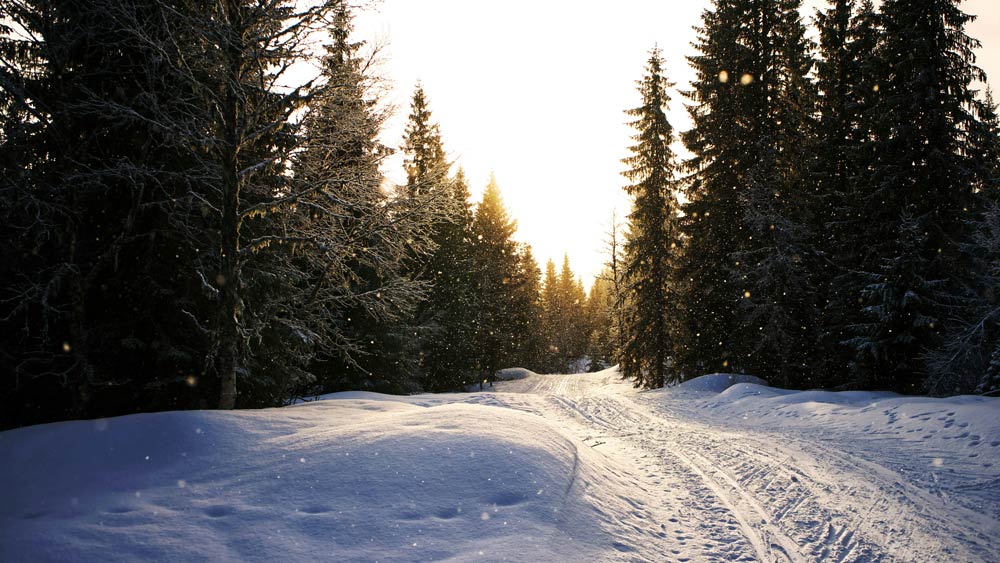 Winter in the woods of Bymarka. Photo. 