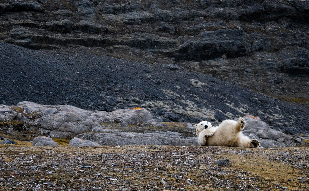 A polar bear lies on his back with his head up at the bottom of a rock covered mountain. Photo