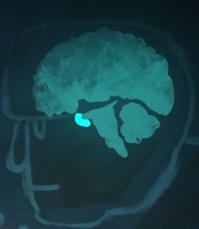 Animation of the brain