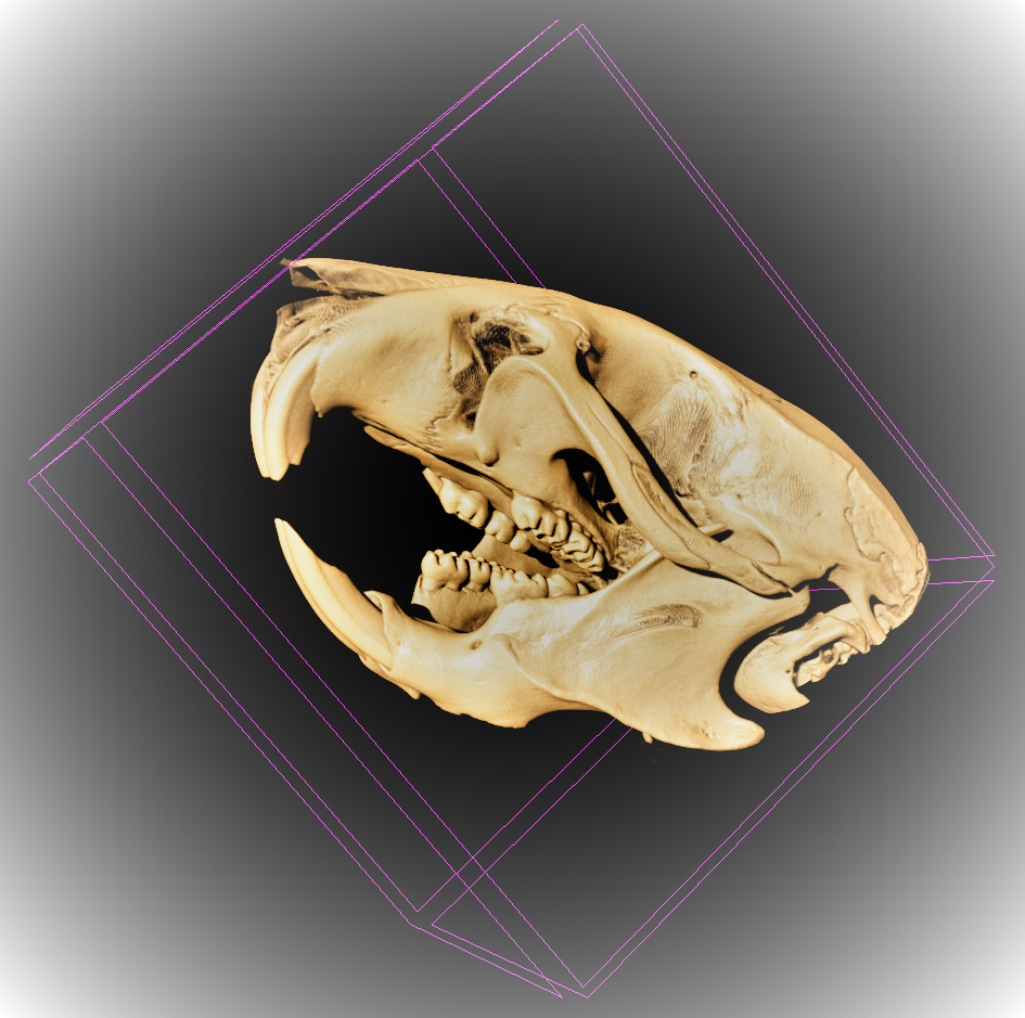 Micro-CT scan of mouse skull. Photo