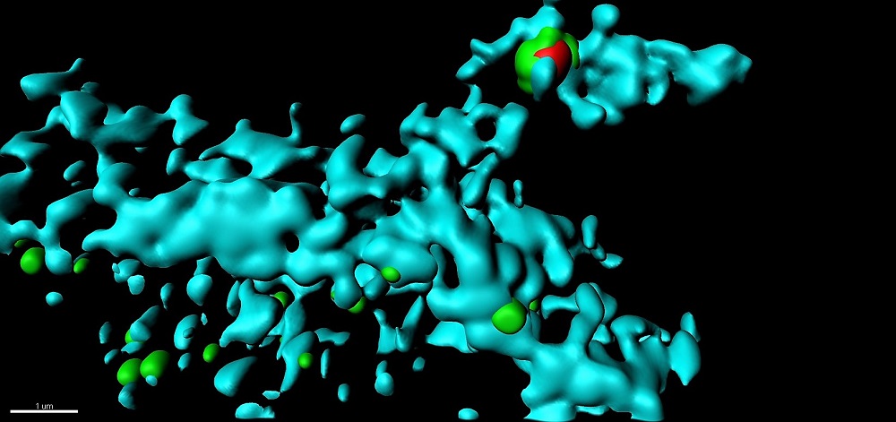 3-D super resolution microscopy of TRAM at the phagocytic cup of a human macrophage. The image shows the accumulation of the TLR4 adapter  TRAM at the E. coli binding site located on a plasma membrane extension (philopodia) positive for F-actin. 3-D data imaging data was obtained at  an optical resolution of 70 nm using 3-D super resolution microscopy. TRAM channel (green), E. coli channel (red) and F-actin (cyan).  Photo