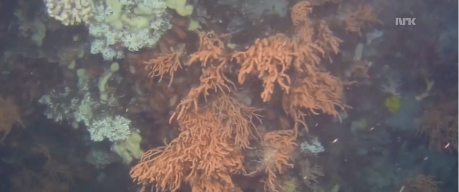 korallrev