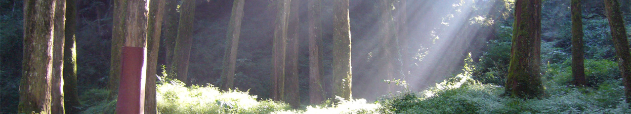 Illustration photo of a forest environment.