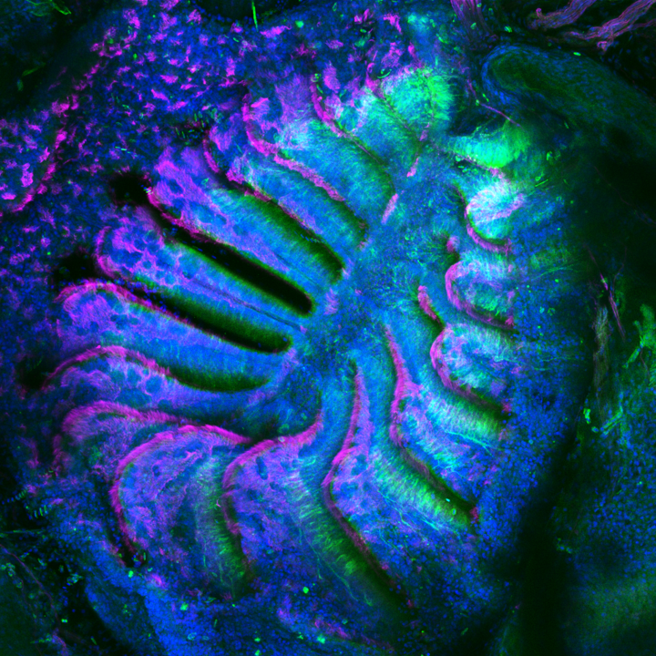 Colourful microscopy image
