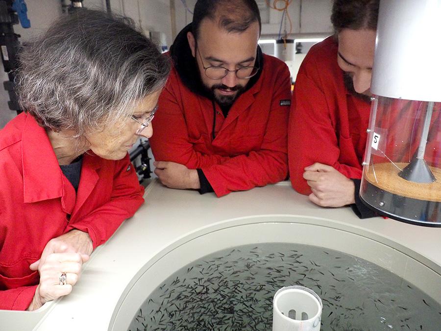 Three researchers looking at a fish tank. Photo