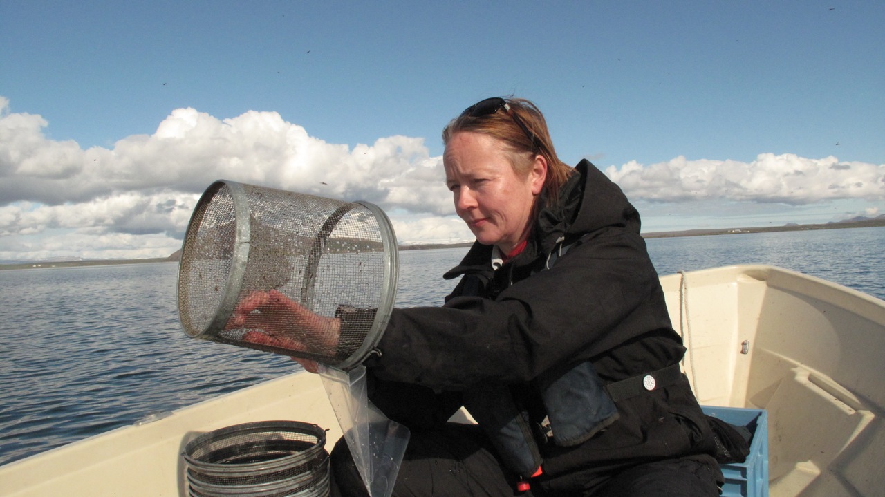 Katja inspecting a trap for three-spined sticklebacks during fieldwork at Myvatn, Iceland.