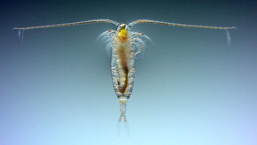 Photograph of the copepod Calanus finmarchicus