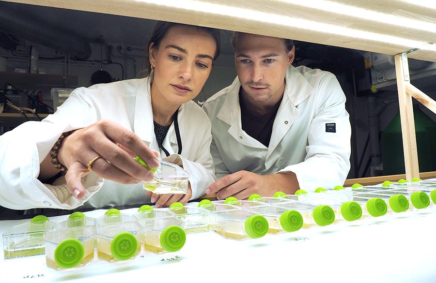 Photograph of two people looking at green liquid in a test tube.