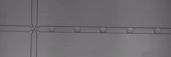 Film showing droplets moving through microchannels